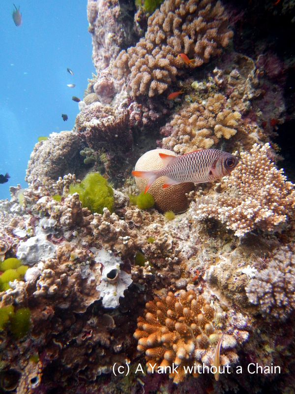 A big eyed squirrelfish at Steve's Bommie