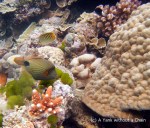 An orange lined triggerfish and a spot banded butterfly fish at Steve's Bommie