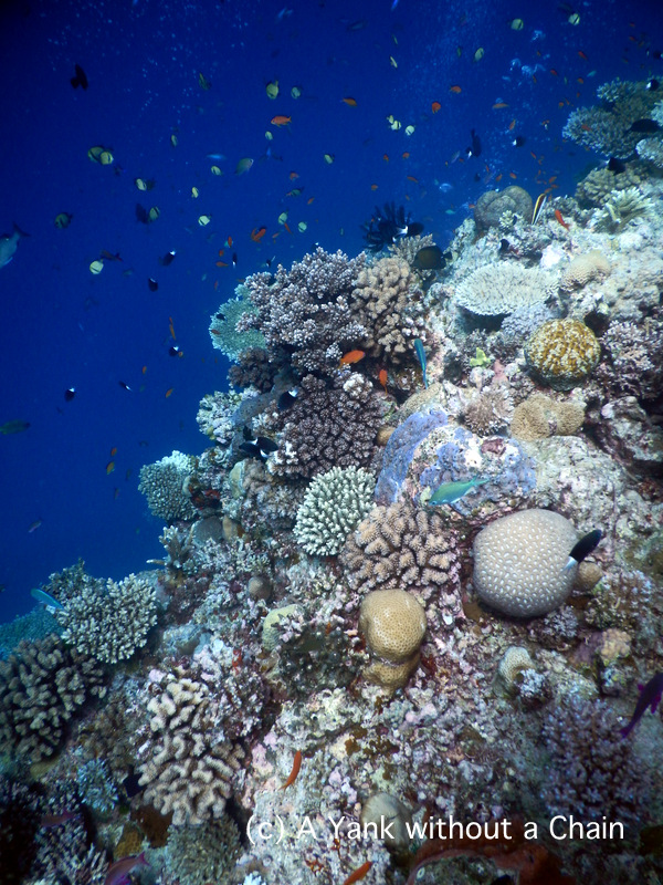 A section of Steve's Bommie