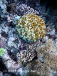 A yellow boulder coral at Steve's Bommie