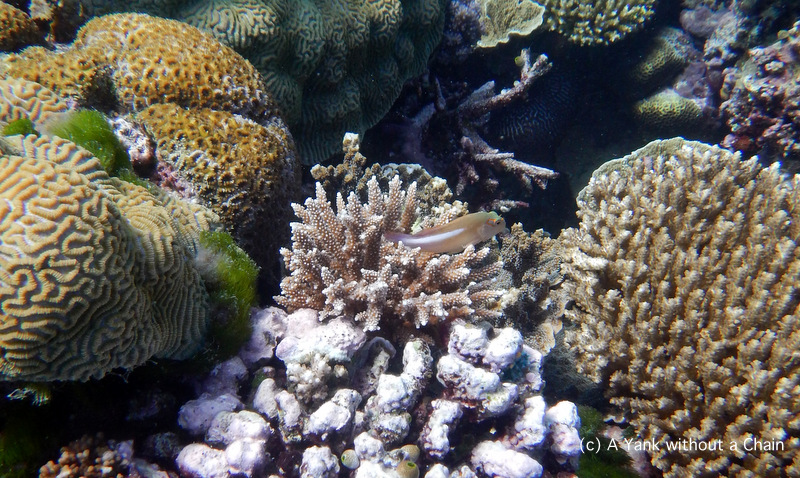 A goby fish at Steve's Bommie