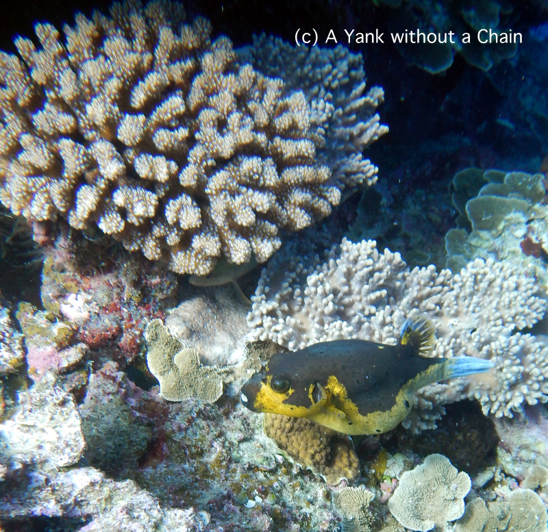 A half yellow black spotted puffer fish at Steve's Bommie