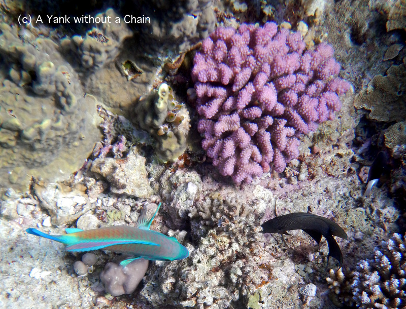 A parrot fish and some purple coral at Steve's Bommie