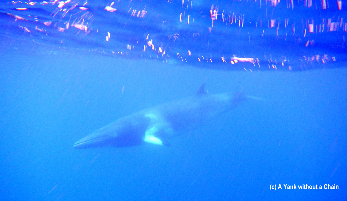 A minke whale on the Great Barrier Reef