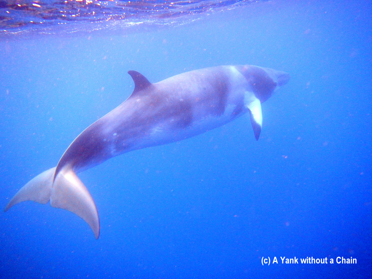 A migrating minke whale seen on the Great Barrier Reef