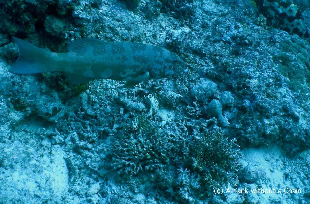 A coral trout at Princess Bommie