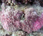 Hot pink coral at Princess Bommie