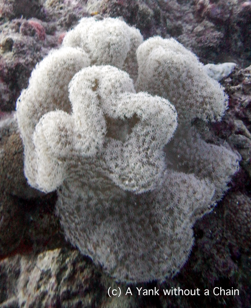 White coral at Princess Bommie