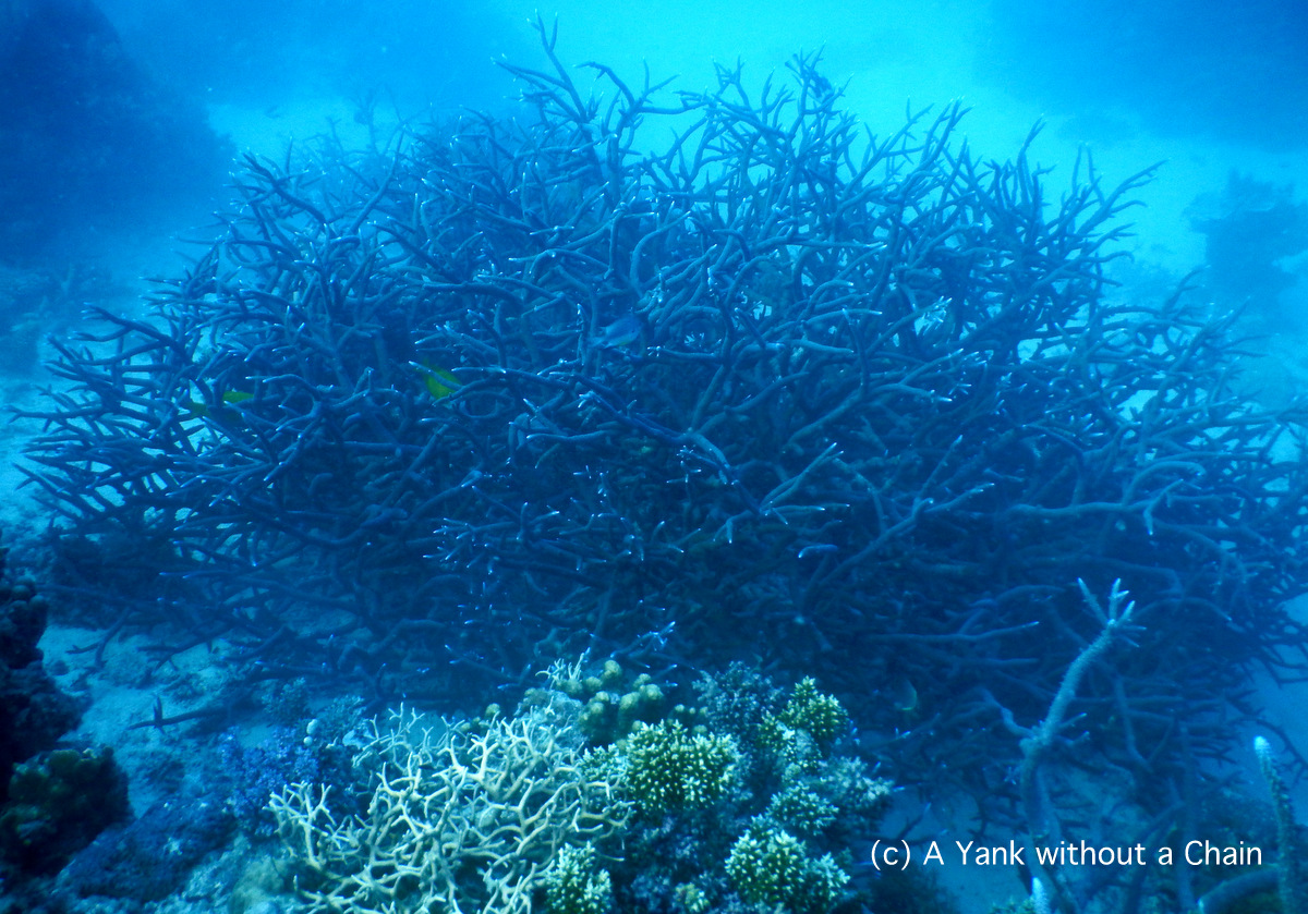 Staghorn coral at Princess Bommie