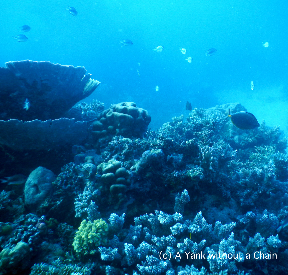 The reef at Princess Bommie