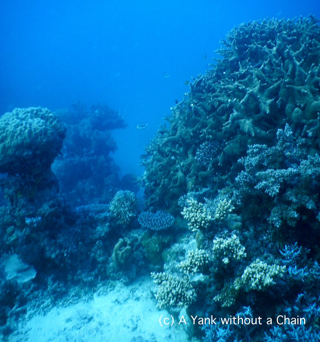 The reef at Princess Bommie