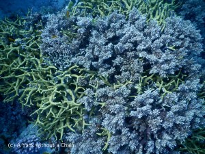 Coral at Princess Bommie
