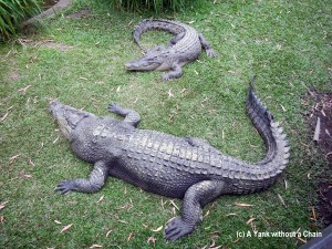 Gigantic estuarine crocodiles at Cairns Tropical Zoo
