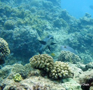 A cute spotted sweetlips at Clam Gardens on the Great Barrier Reef