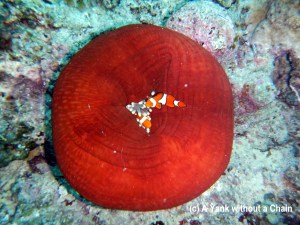 A pair of anemone fish in a bright red anemone