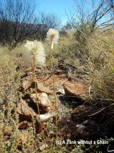 White Flowers on Meyers Hill at Olive Pink Botanic Garden in Alice Springs