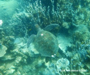 A turtle at The Canyon, Ningaloo Reef