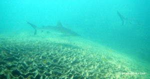 Reef sharks at the Asho's Gap cleaning station, Ningaloo Reef